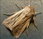 2205 (73.301) Shoulder-striped Wainscot